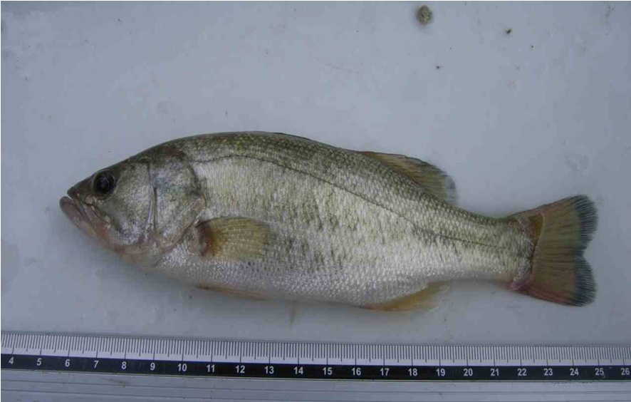 大阪市:大阪市内の川にすむ魚 (大阪市内河川魚類生息状況調査