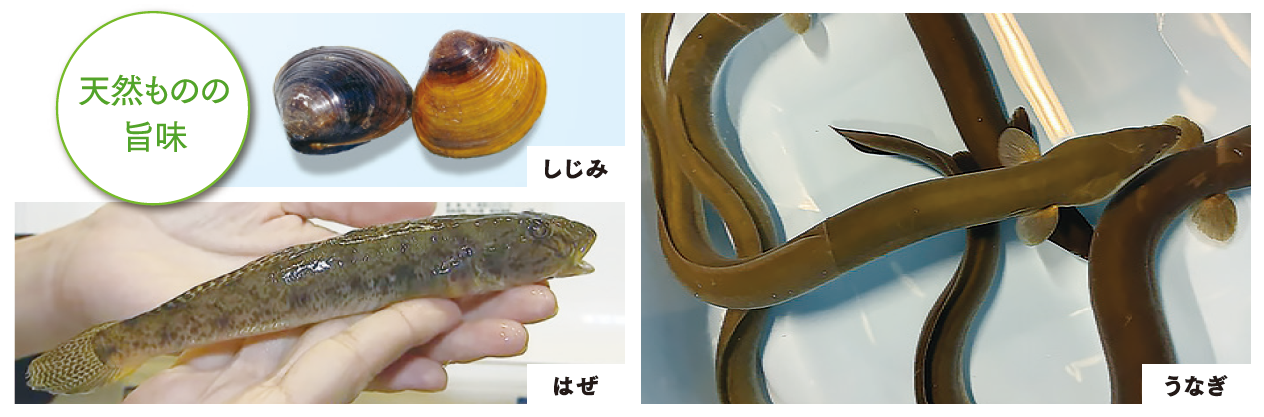 魚介　天然ものの旨味