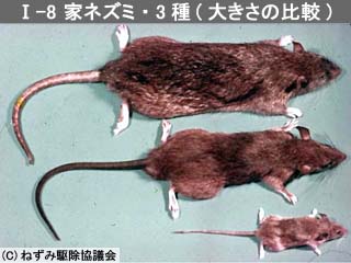 大阪市 12月から2月は ネズミ防除強調期間 です ネズミを防除しましょう 食品 衛生に関する情報 市からのお知らせ
