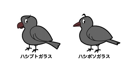 大阪市 カラスについて ペット 動物 お知らせ