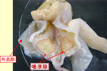 大阪市 エゾボラモドキ 通称 バイ貝 によるテトラミン食中毒にご注意ください 食品 衛生 食の安全に関わるお知らせ