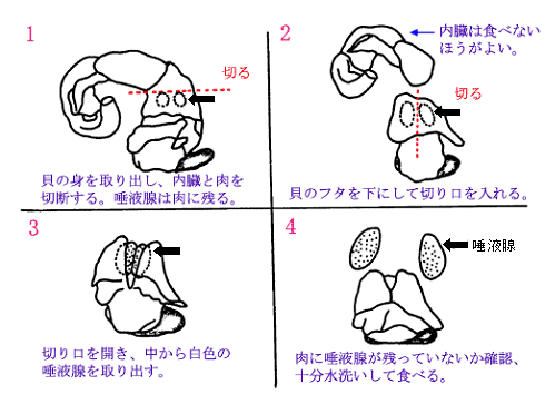 大阪市 エゾボラモドキ 通称 バイ貝 によるテトラミン食中毒にご注意ください 食品 衛生 食の安全に関わるお知らせ