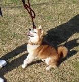 しつけ中の犬の画像