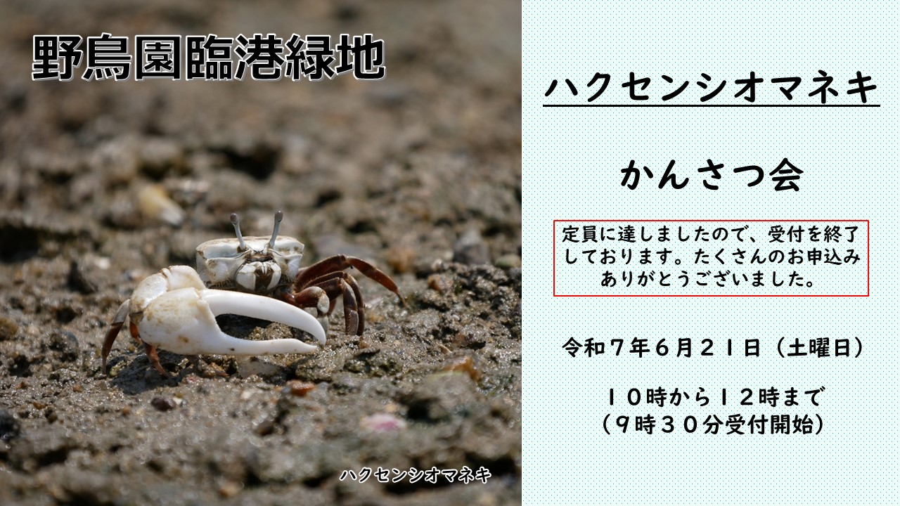 ハクセンシオマネキかんさつ会
