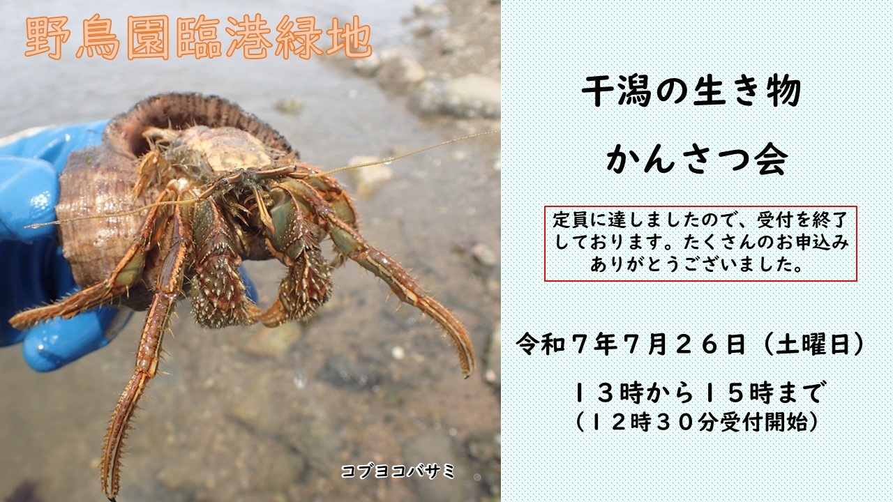 干潟の生き物かんさつ会