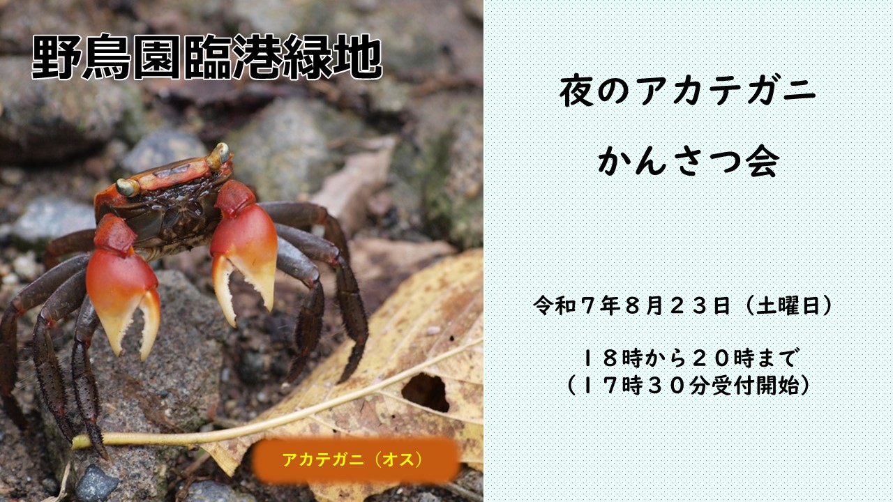 夜のアカテガニかんさつ会の画像