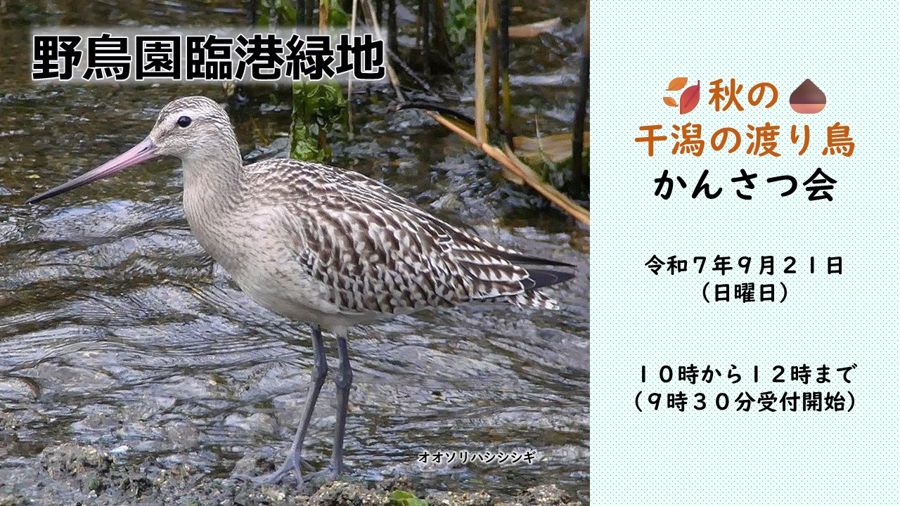 秋の干潟の渡り鳥かんさつ会の画像