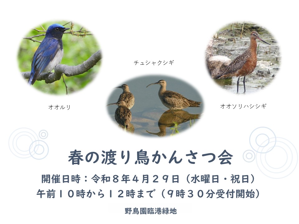 春の渡り鳥かんさつ会