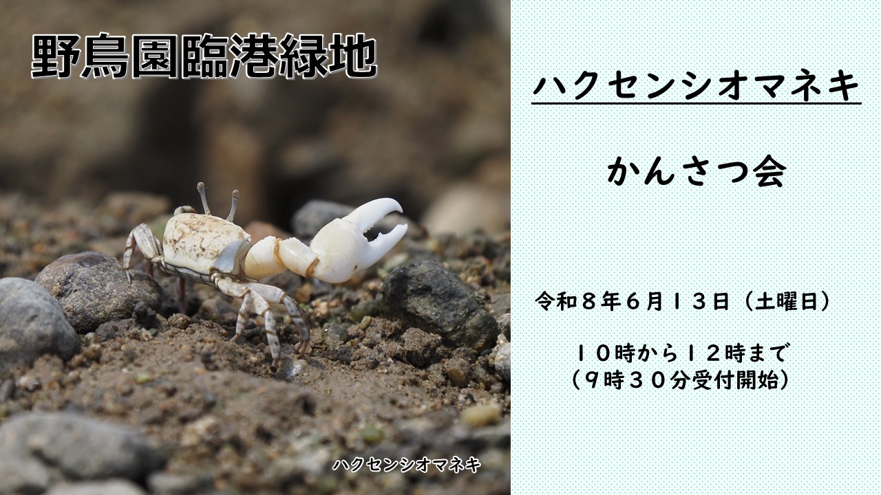ハクセンシオマネキかんさつ会