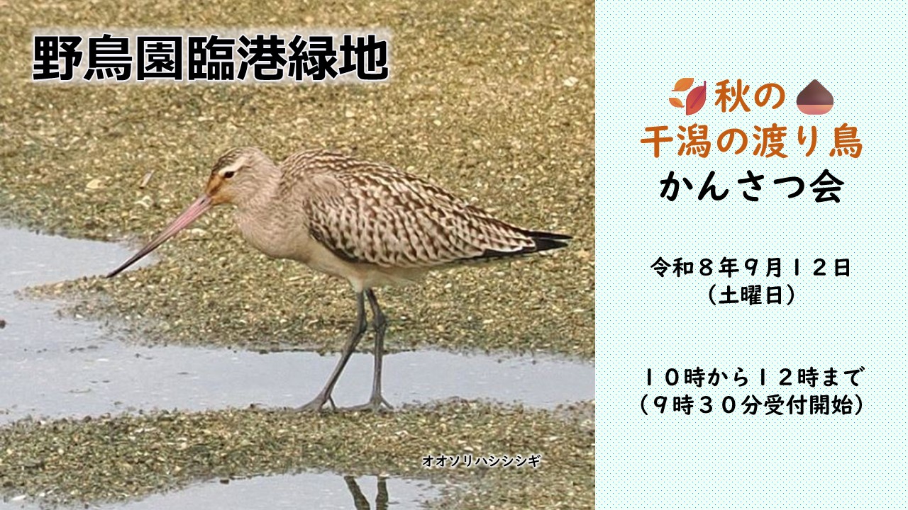 秋の干潟の渡り鳥かんさつ会