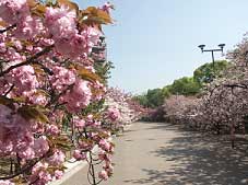 造幣局の桜の通り抜け写真1
