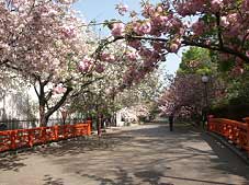 造幣局の桜の通り抜け写真2