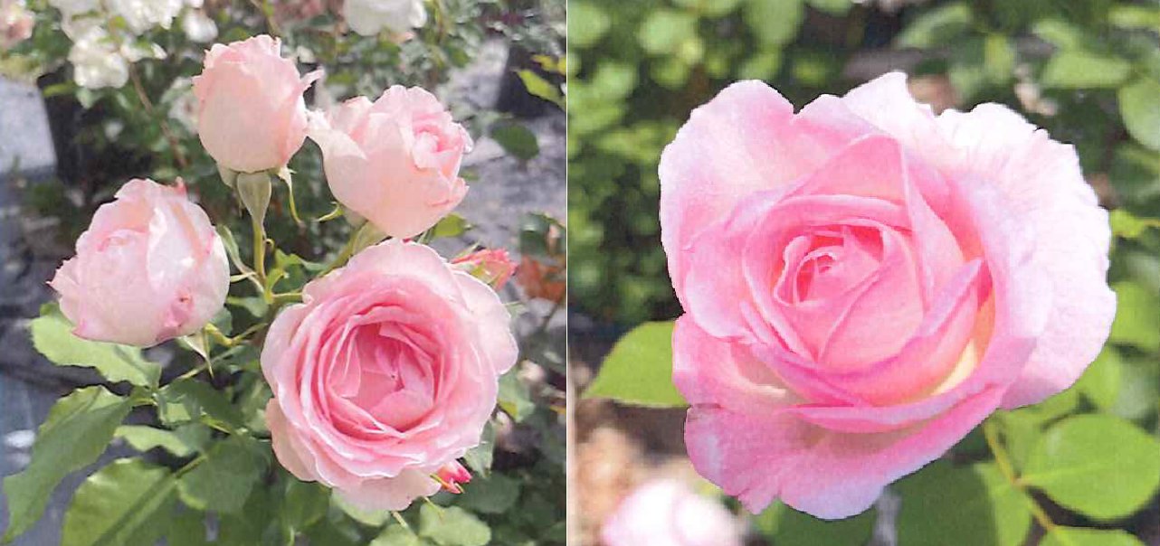 ピンク色の花を咲かせた「北区のバラ」