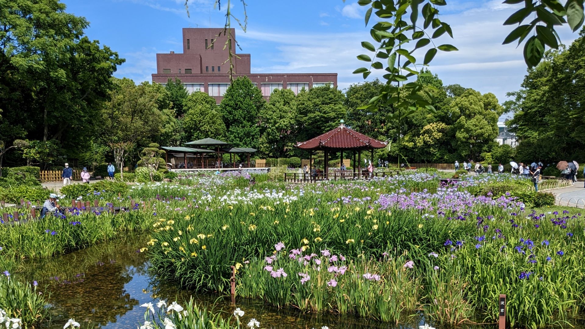 城北菖蒲園の花菖蒲