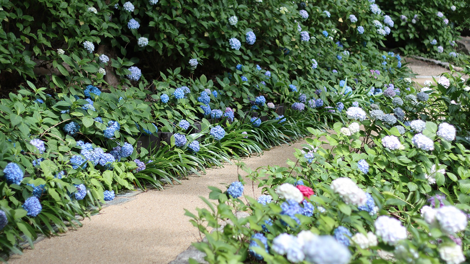 長居植物園のあじさい