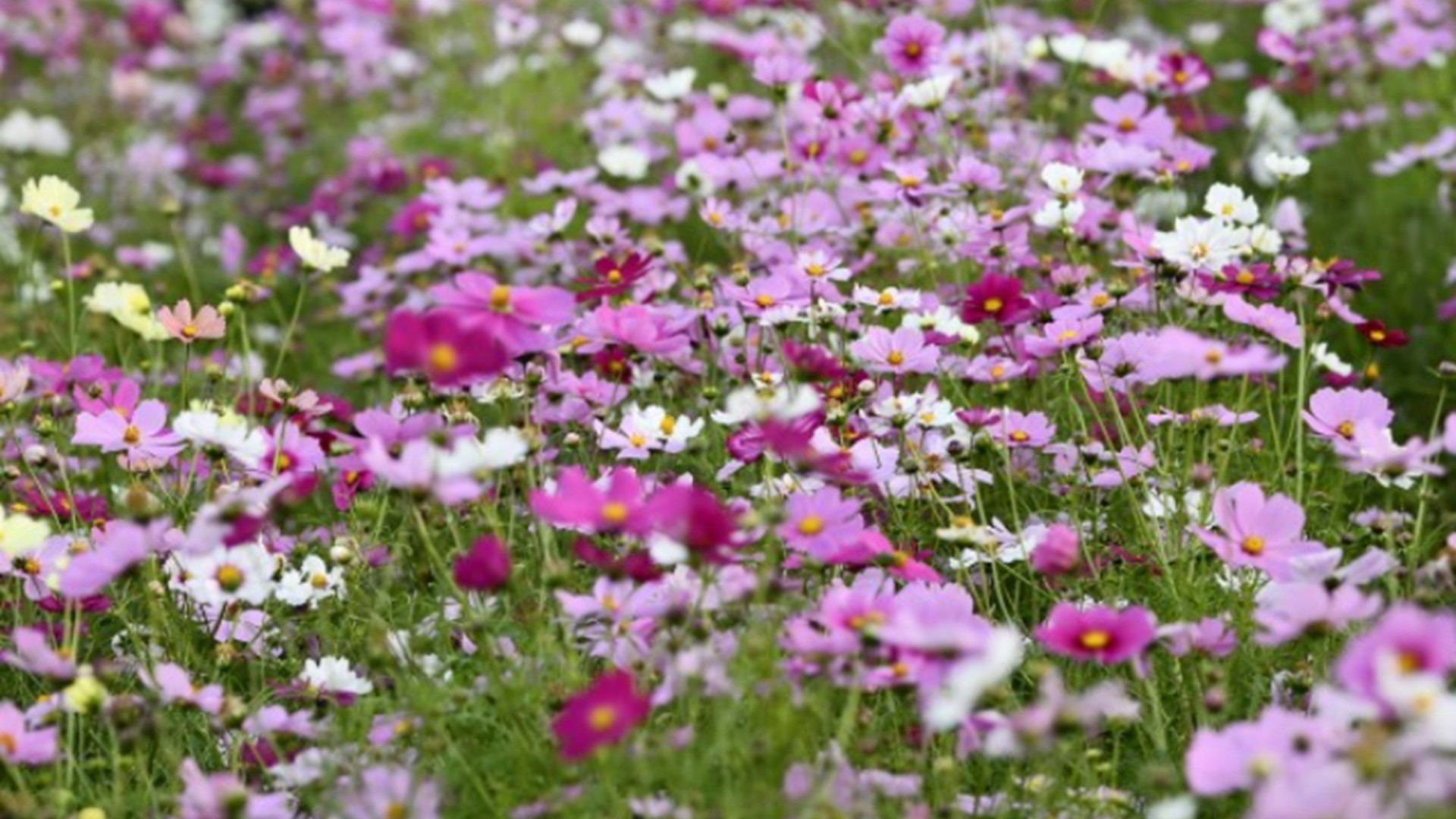 長居植物園のコスモス