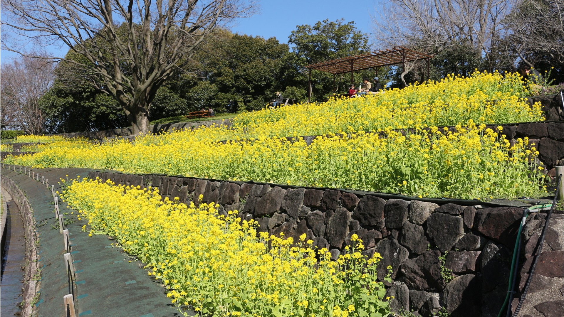 花博記念公園鶴見緑地の菜の花