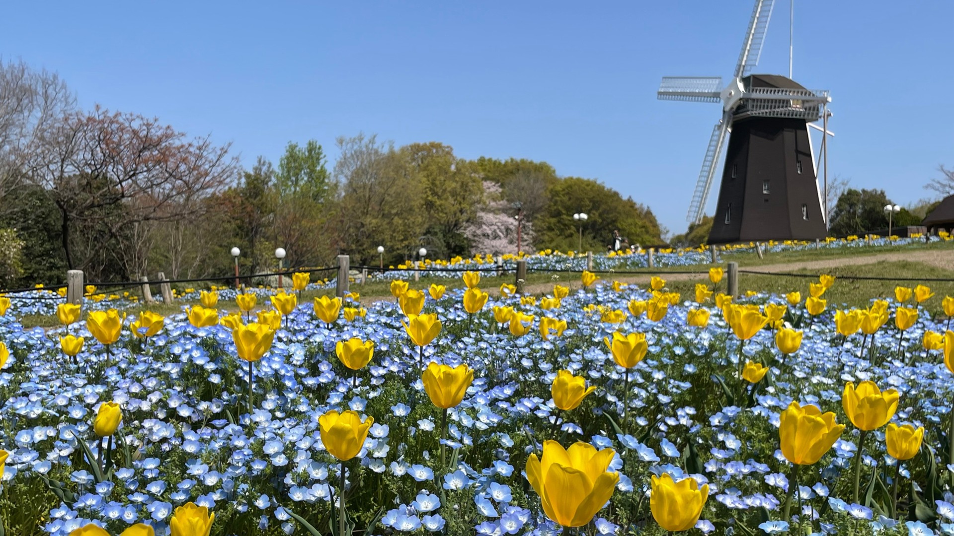花博記念公園鶴見緑地　風車の丘