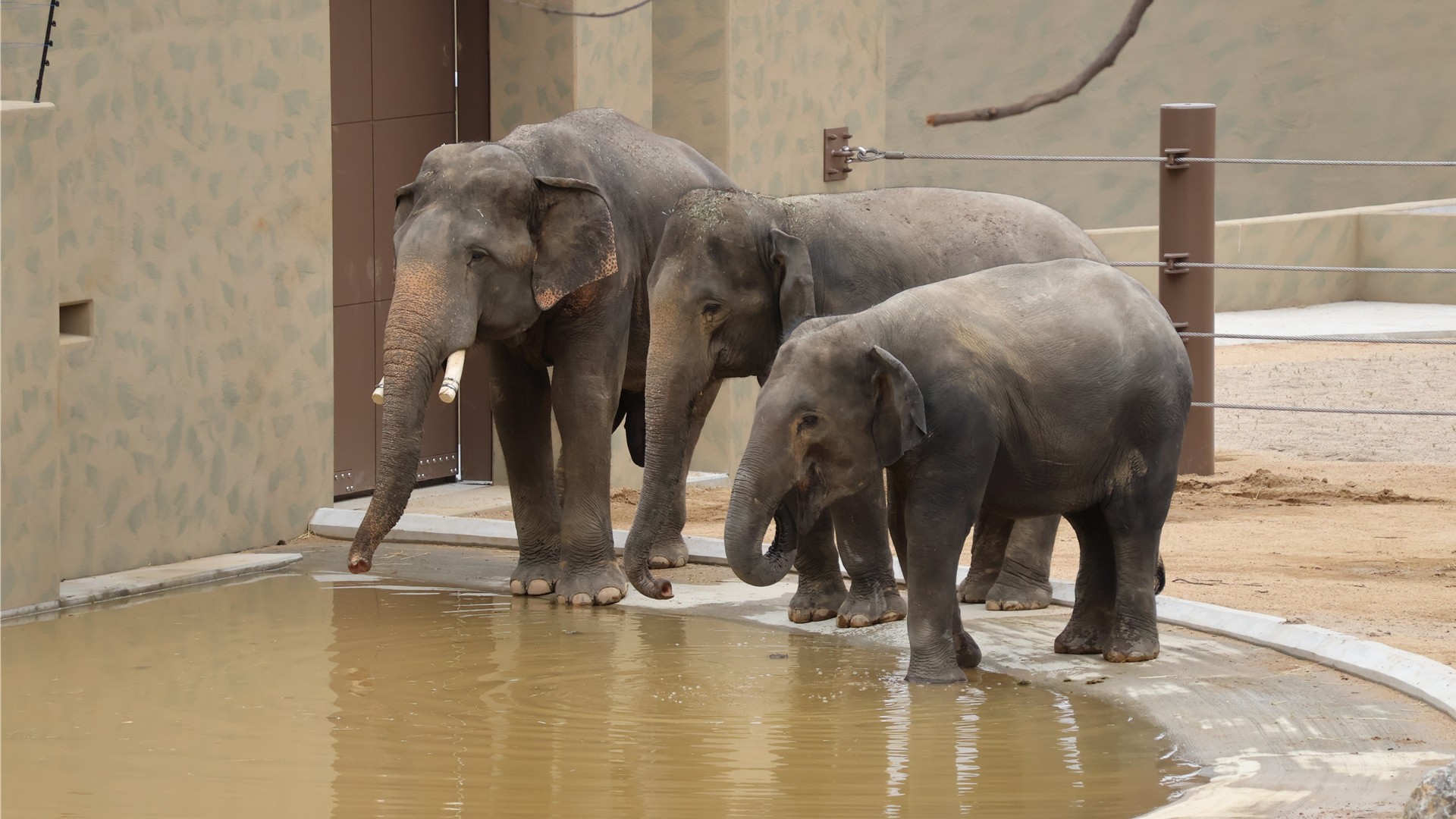 天王寺動物園 マレーシアゾウ 