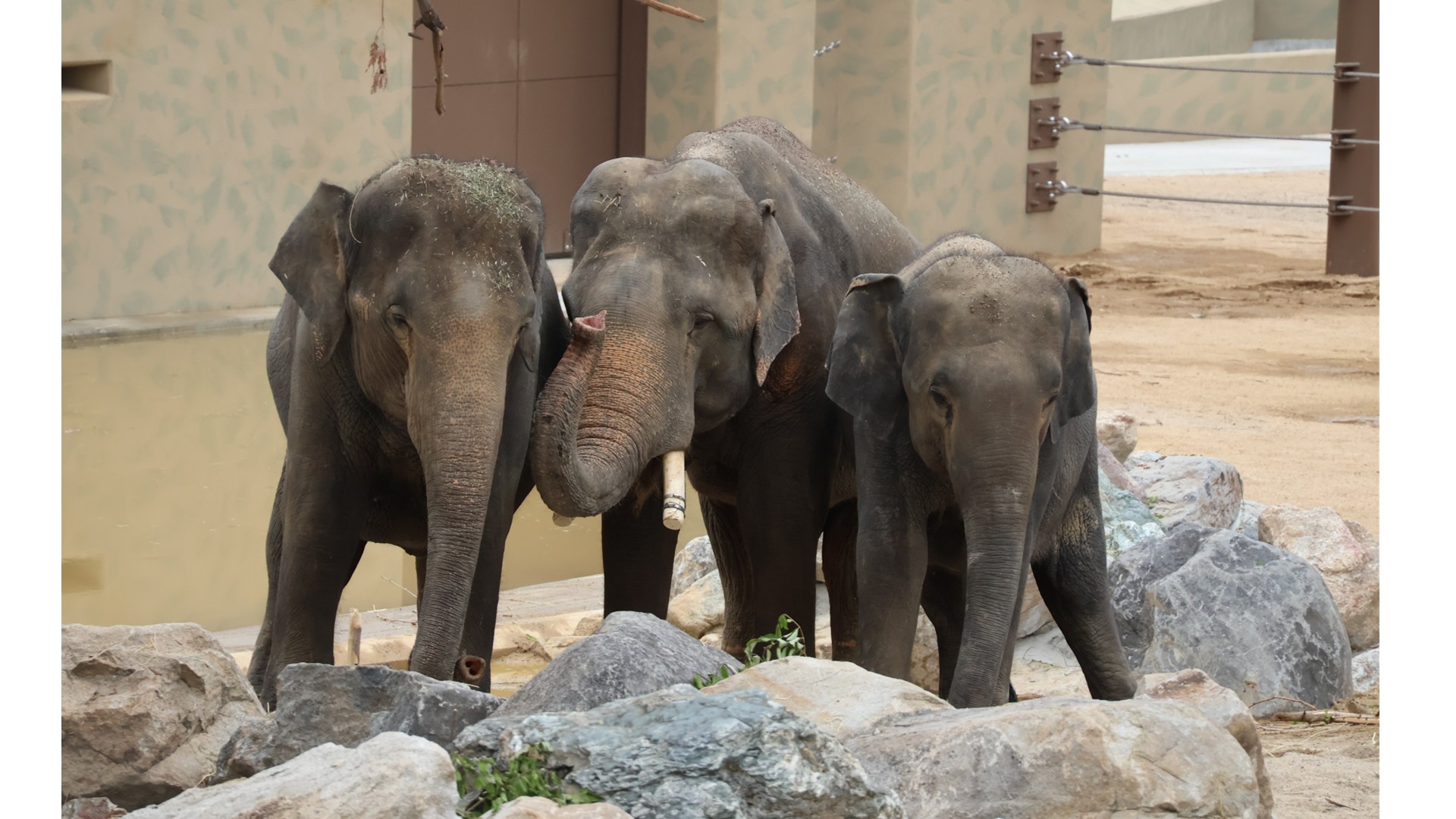 天王寺動物園 マレーシアゾウ
