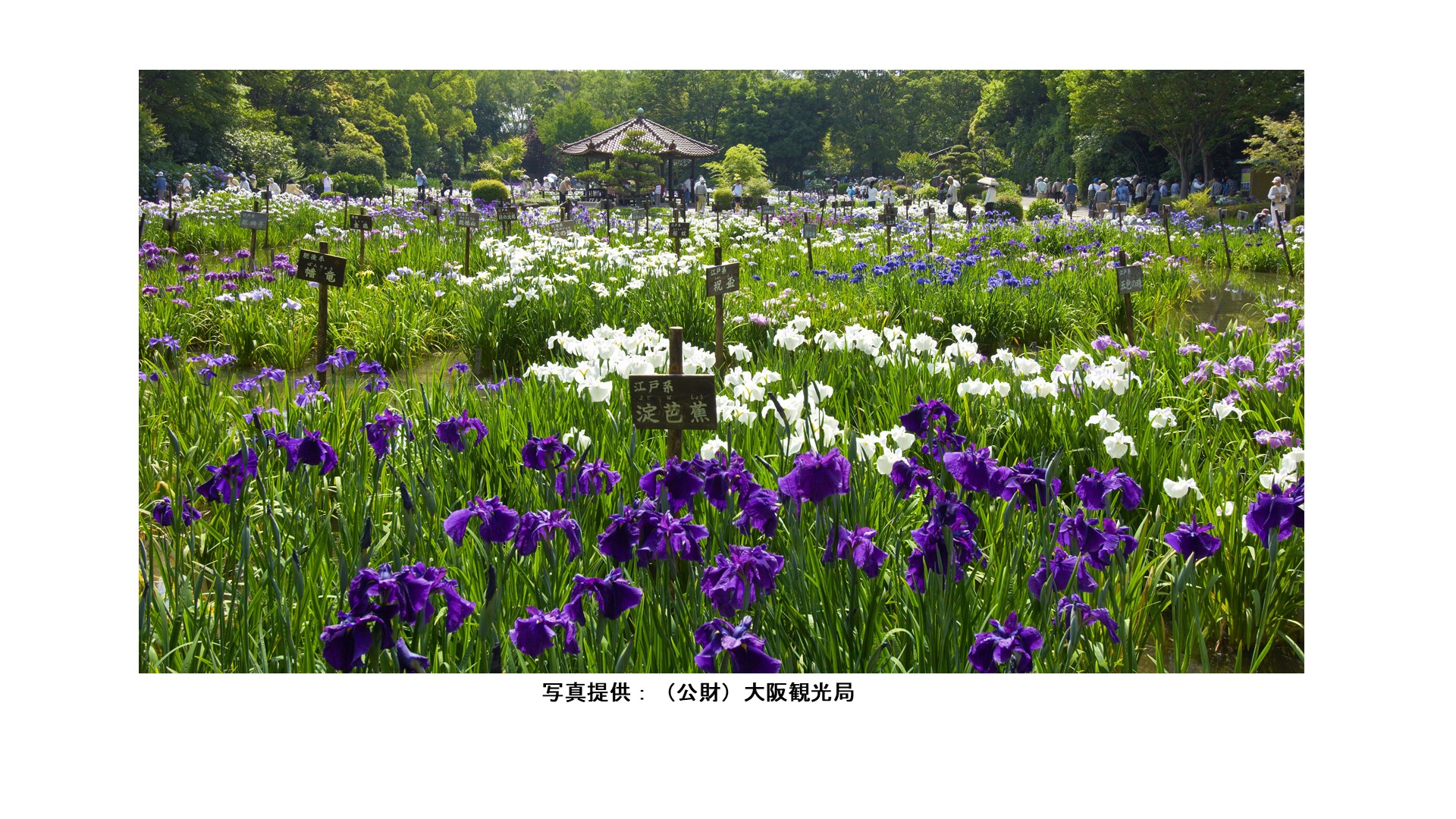 城北菖蒲園 花菖蒲