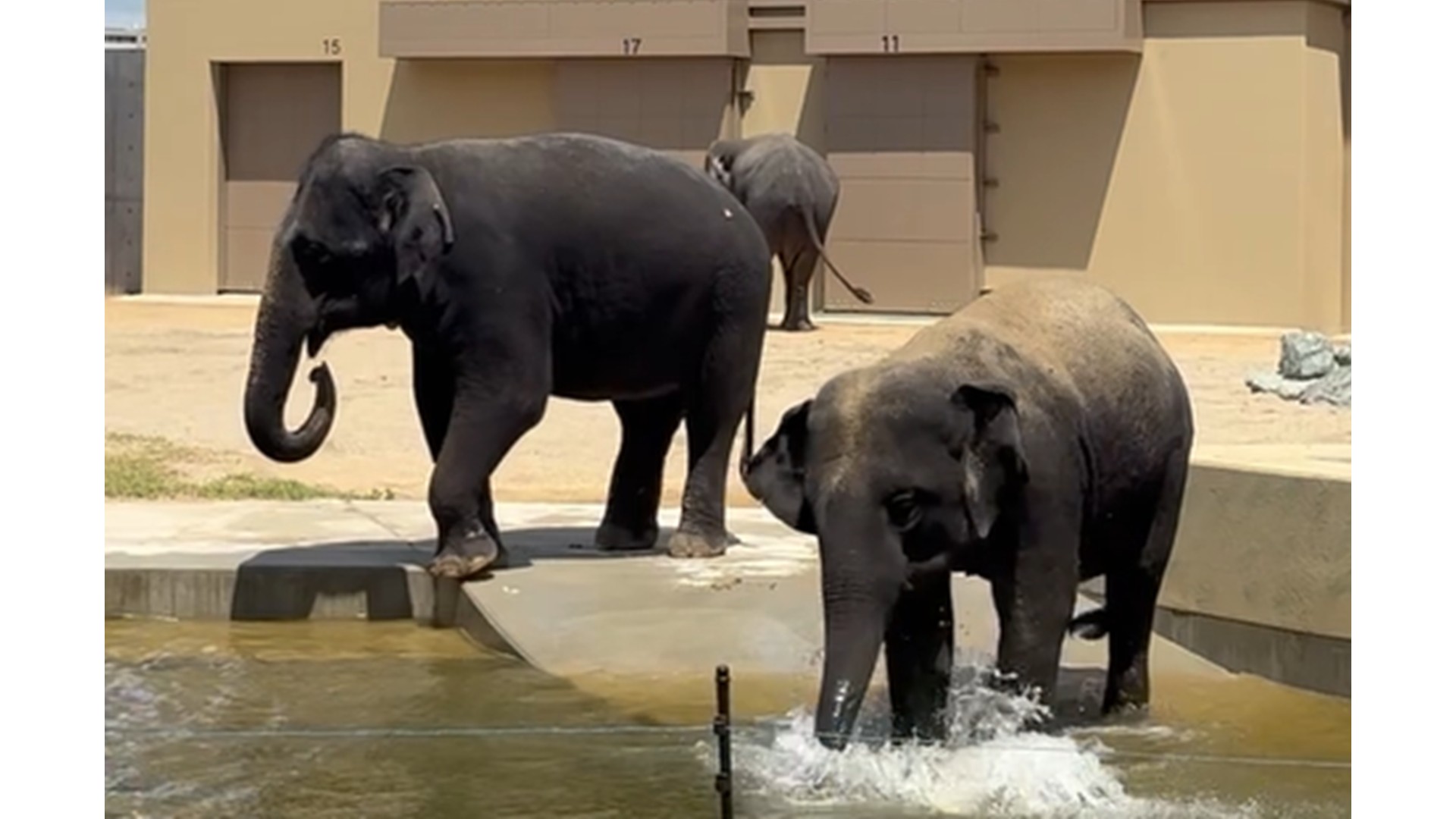 天王寺動物園 マレーシアゾウ