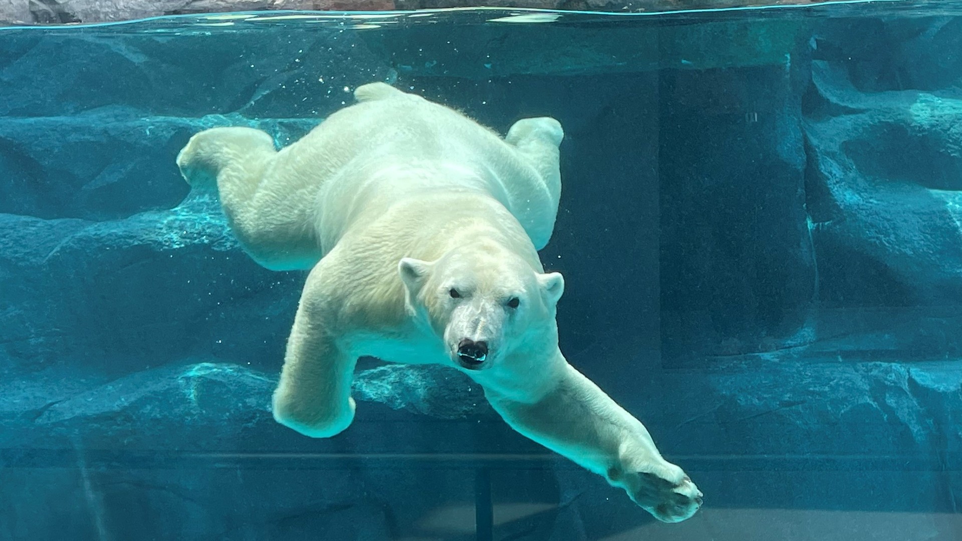 天王寺動物園　ホッキョクグマ