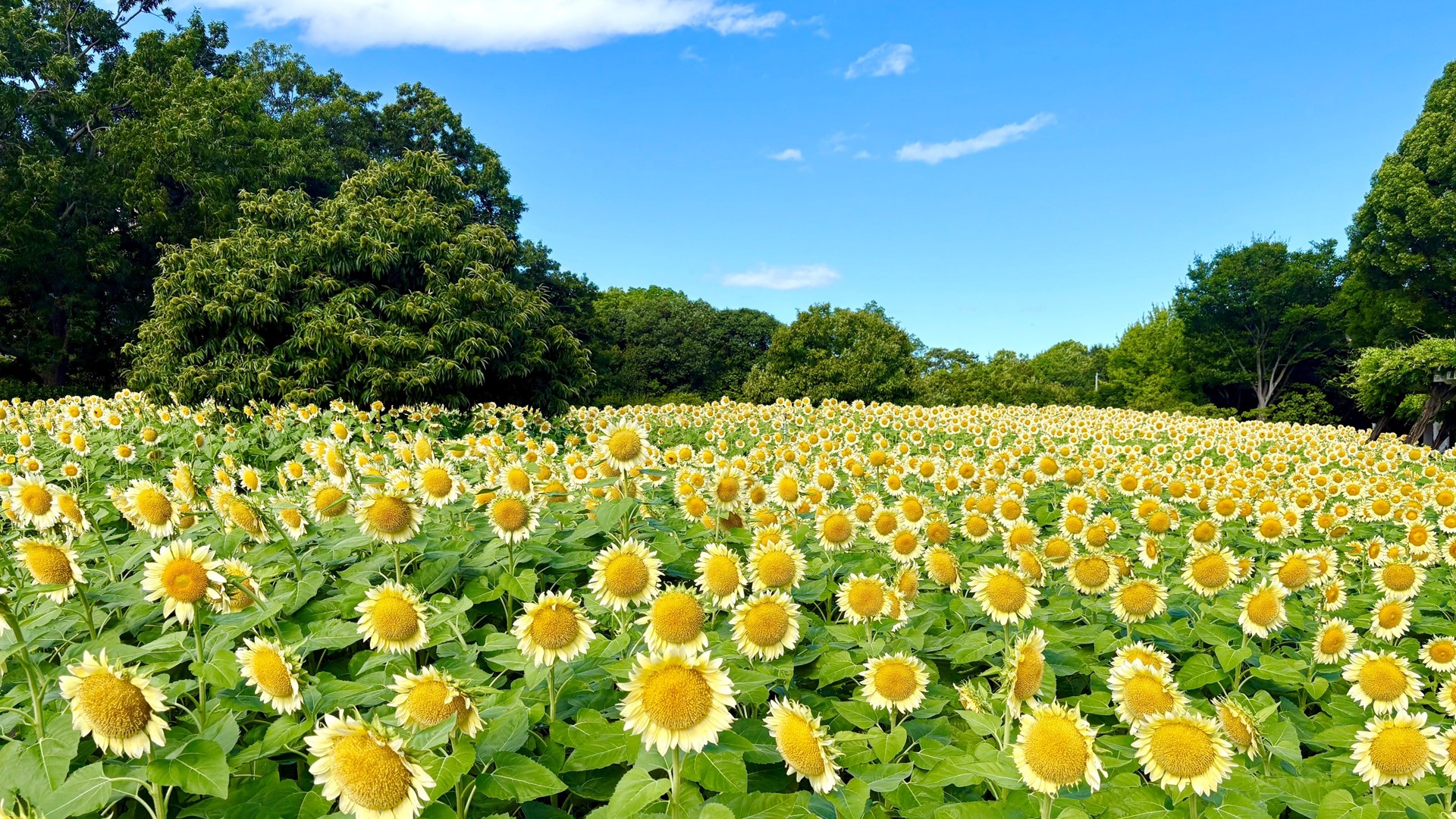 長居植物園 白いひまわり