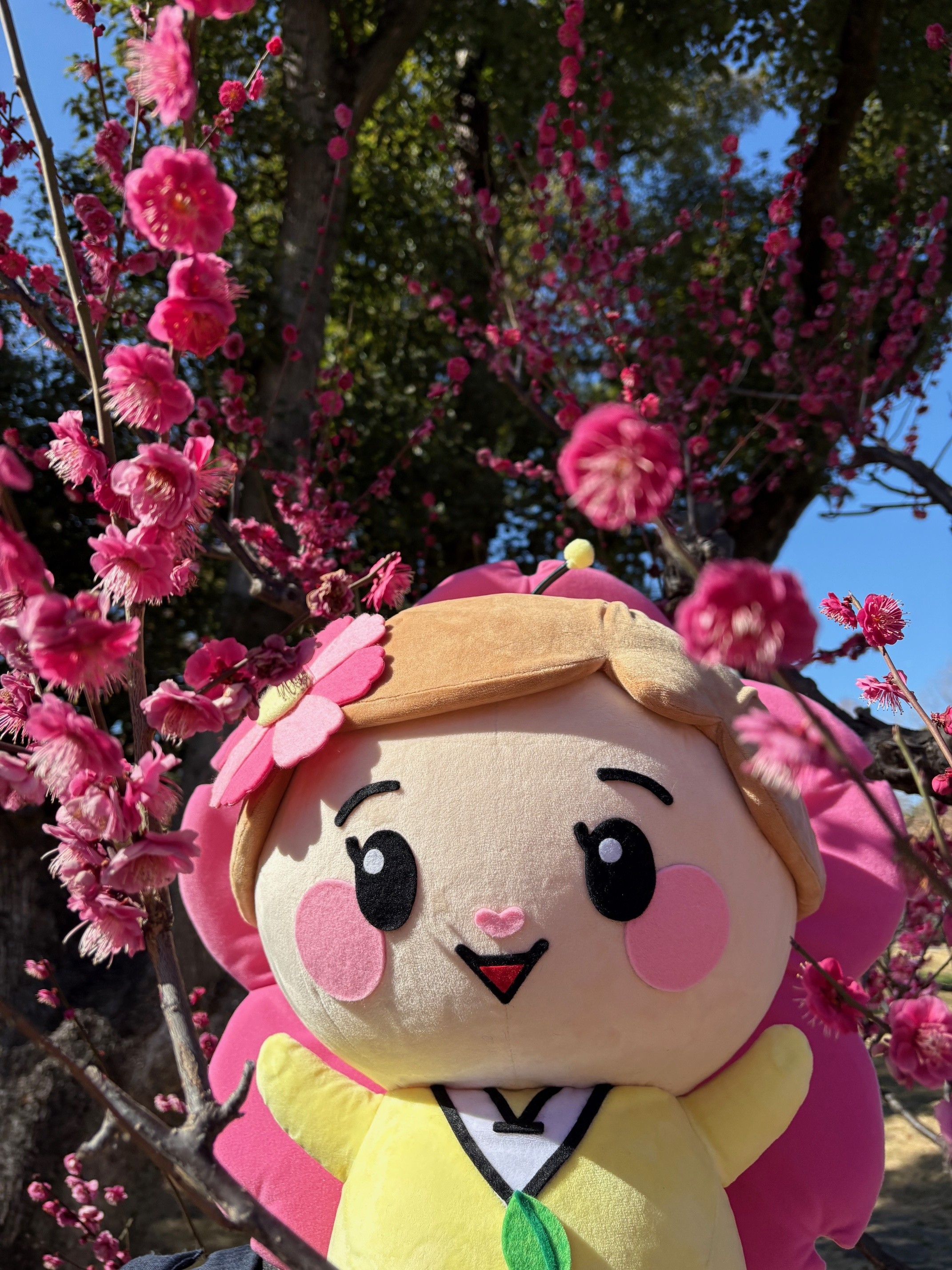 旧藤田邸庭園の梅と都希（とっきー）のぬいぐるみ