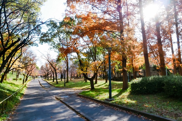 毛馬桜之宮公園の写真