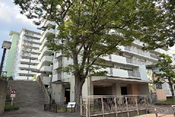移植樹木ケヤキ