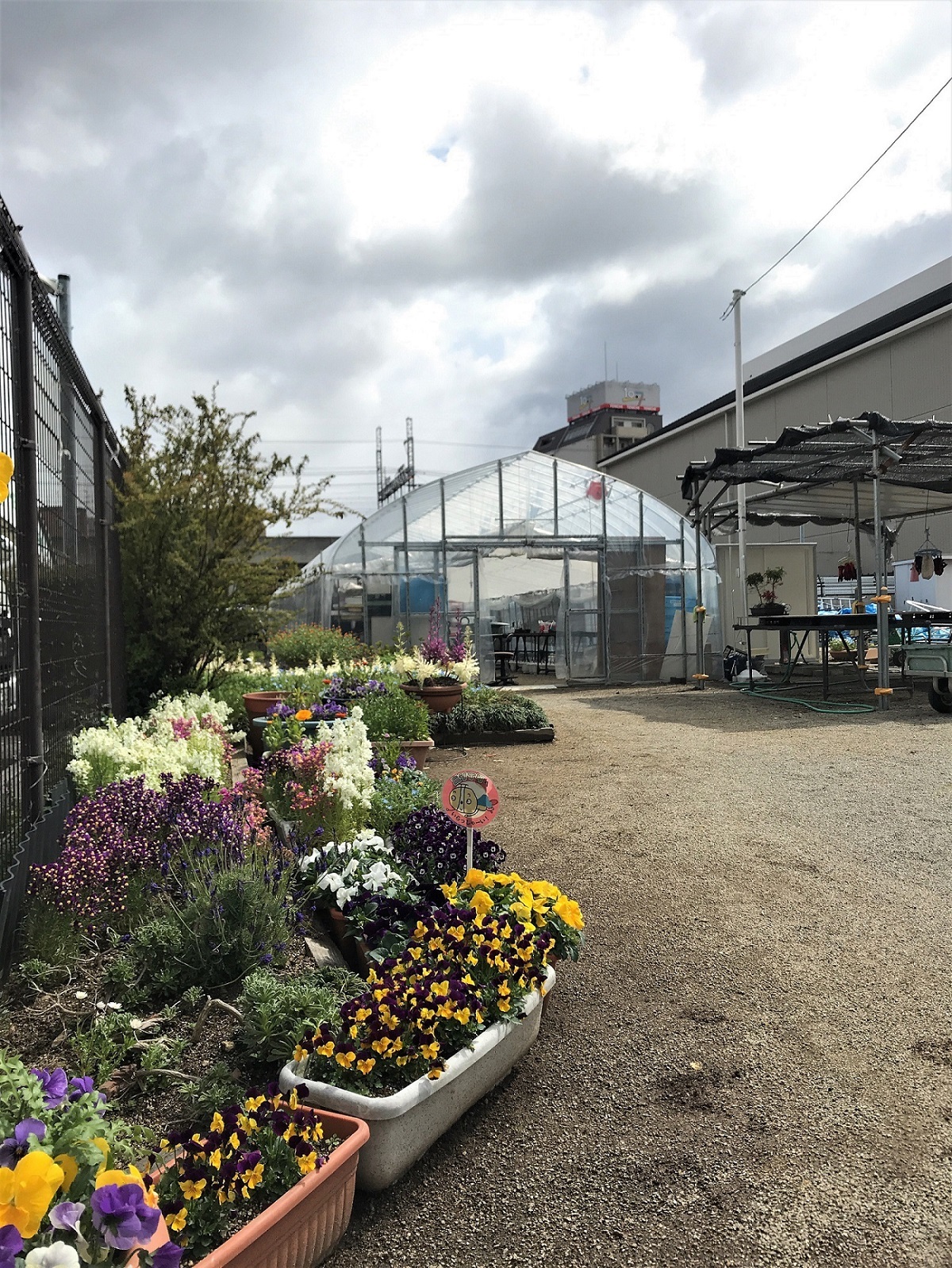 大阪市西成区 西成区内の花づくり広場のご紹介 地域活動 地域福祉 種から育てる地域の花づくり 種花活動