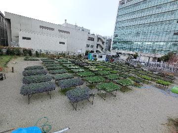 花づくり広場の様子