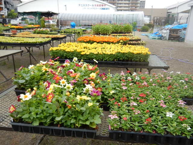 花づくり広場の苗
