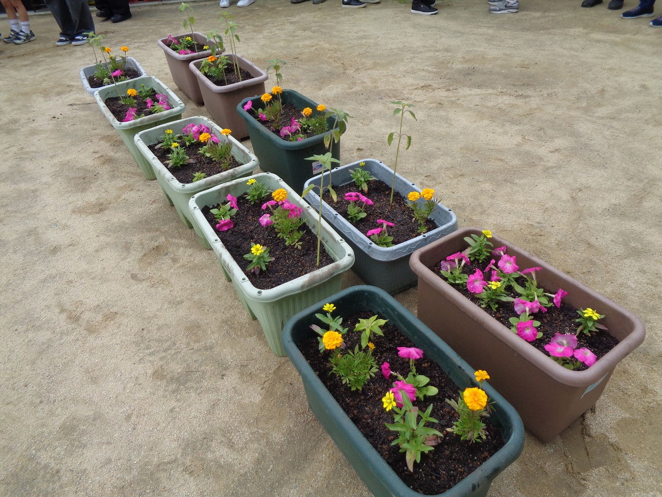 園児さんが植えたプランターが並んでいる様子
