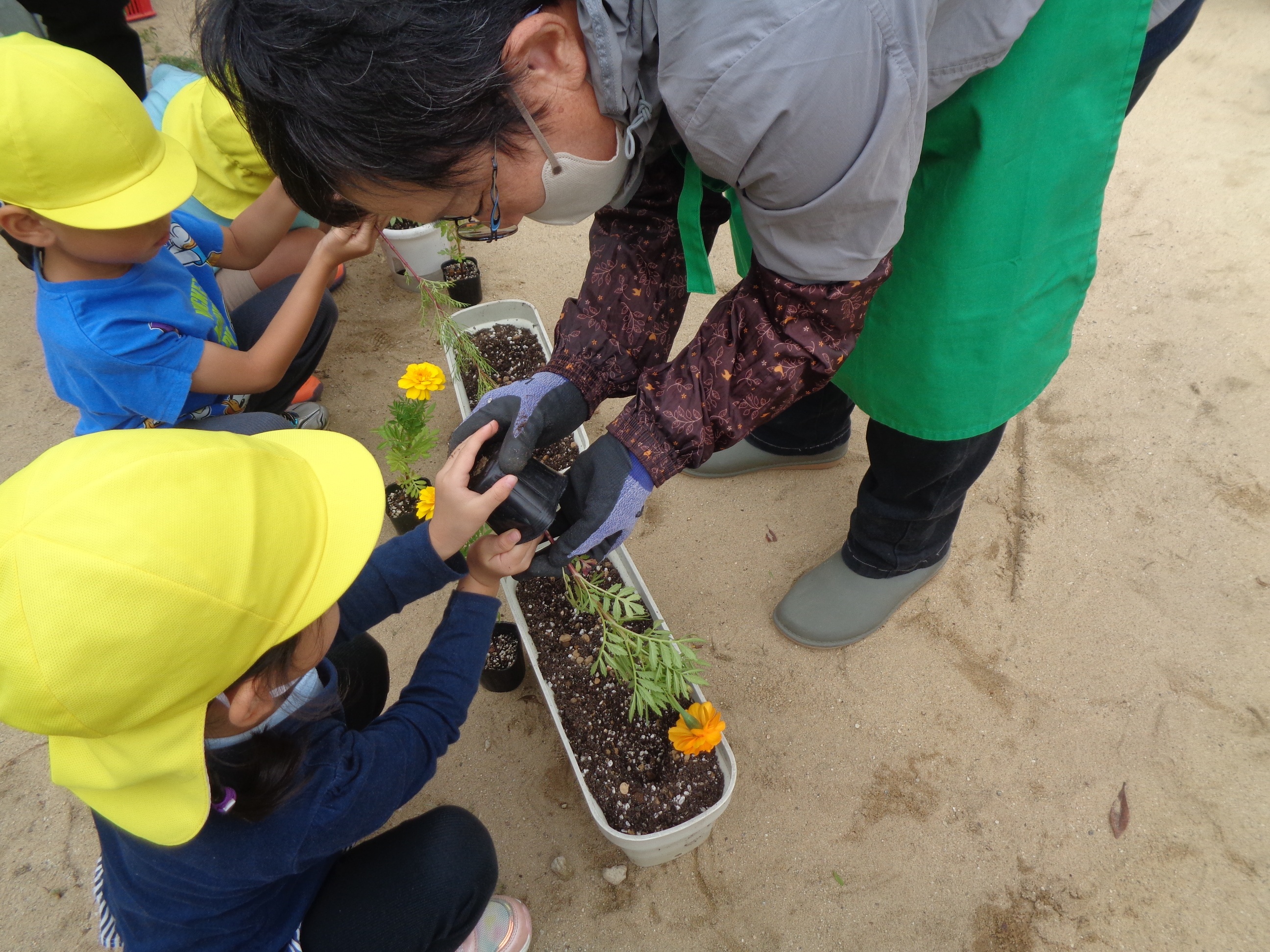 西淀川区緑化ボランティアさんと園児さんが一緒に花苗をプランターに植えている様子