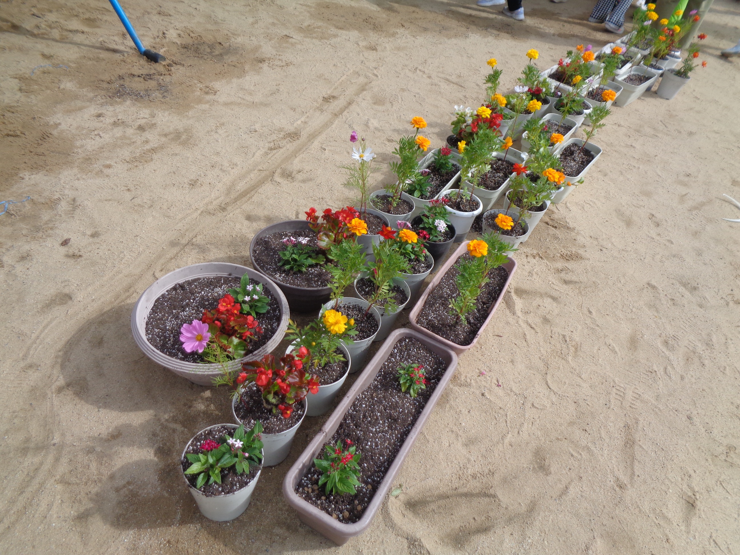園児さんが植えた数々のプランターが並んでいる様子