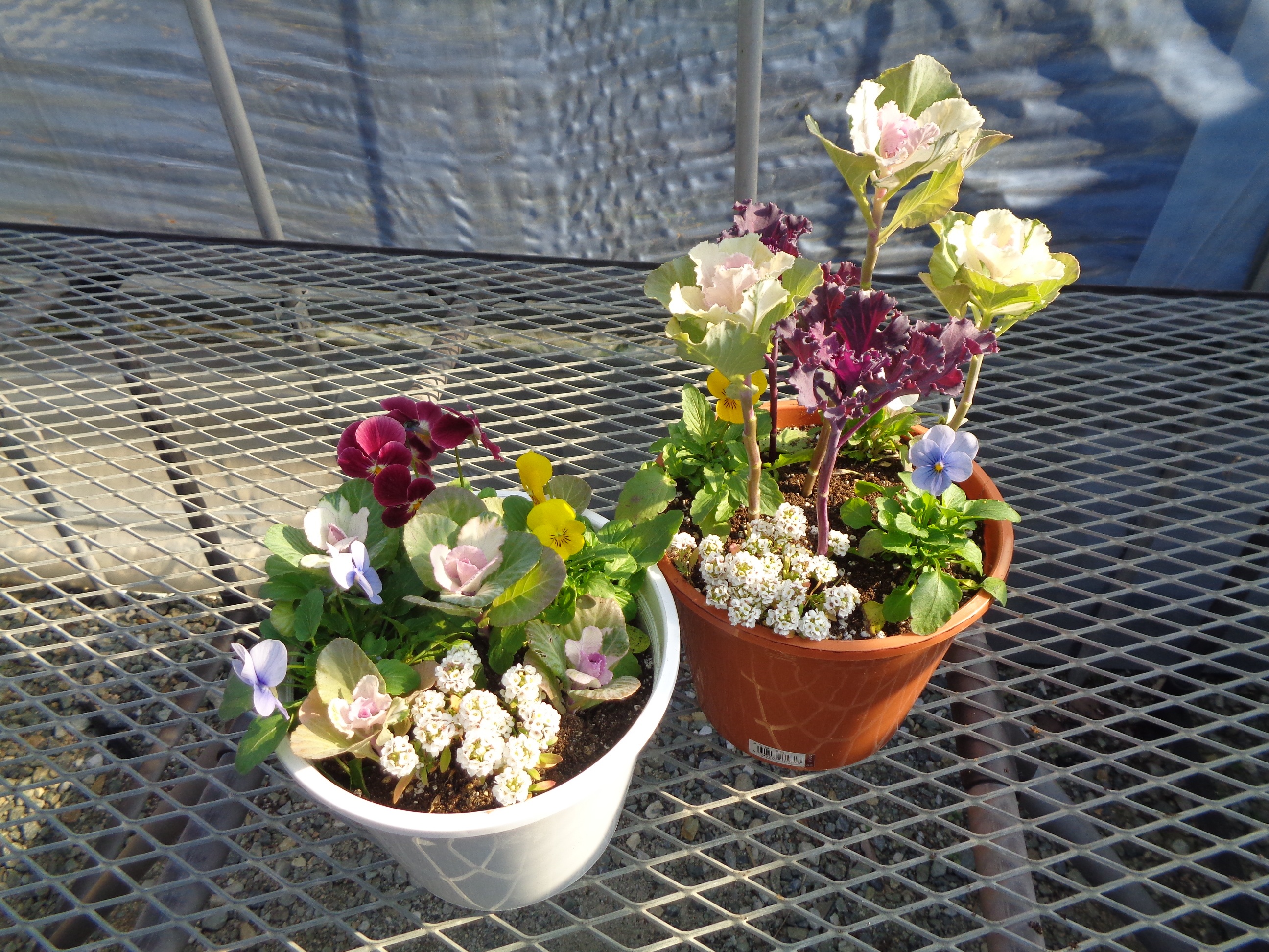 ハボタンの寄せ植えが完成した作品