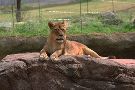 天王寺動物園「アフリカサバンナ区肉食動物ゾーン」オープン