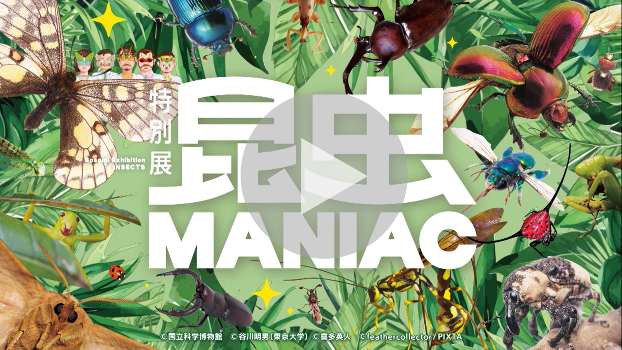 特別展「昆虫MANIAC」に関する動画へのリンク