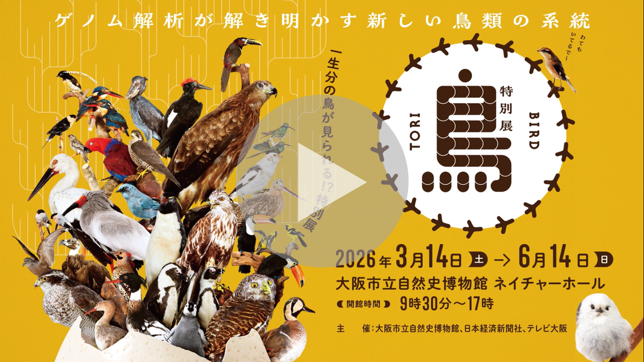 特別展「鳥 ～ゲノム解析が解き明かす新しい鳥類の系統～」に関する動画へのリンク