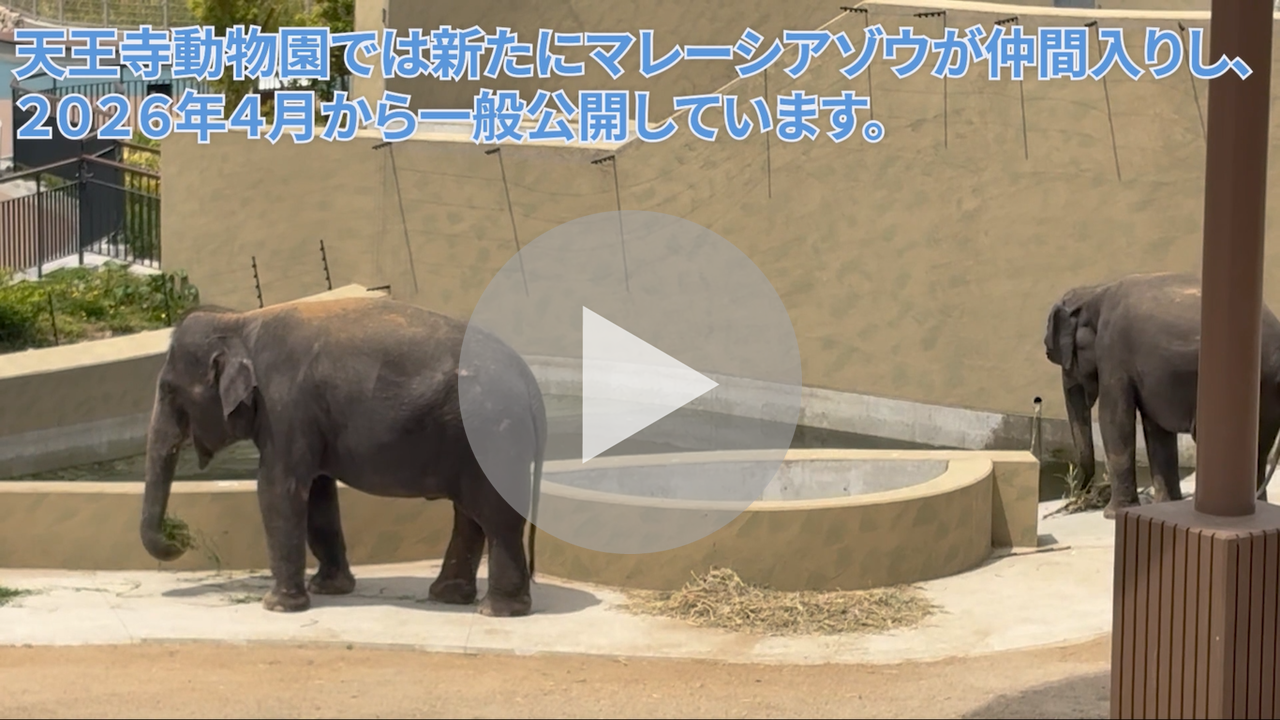 マレーシアゾウが仲間入りしていますに関する動画へのリンク