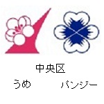 中央区の花　パンジー　うめ
