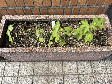 少し大きくなったところ