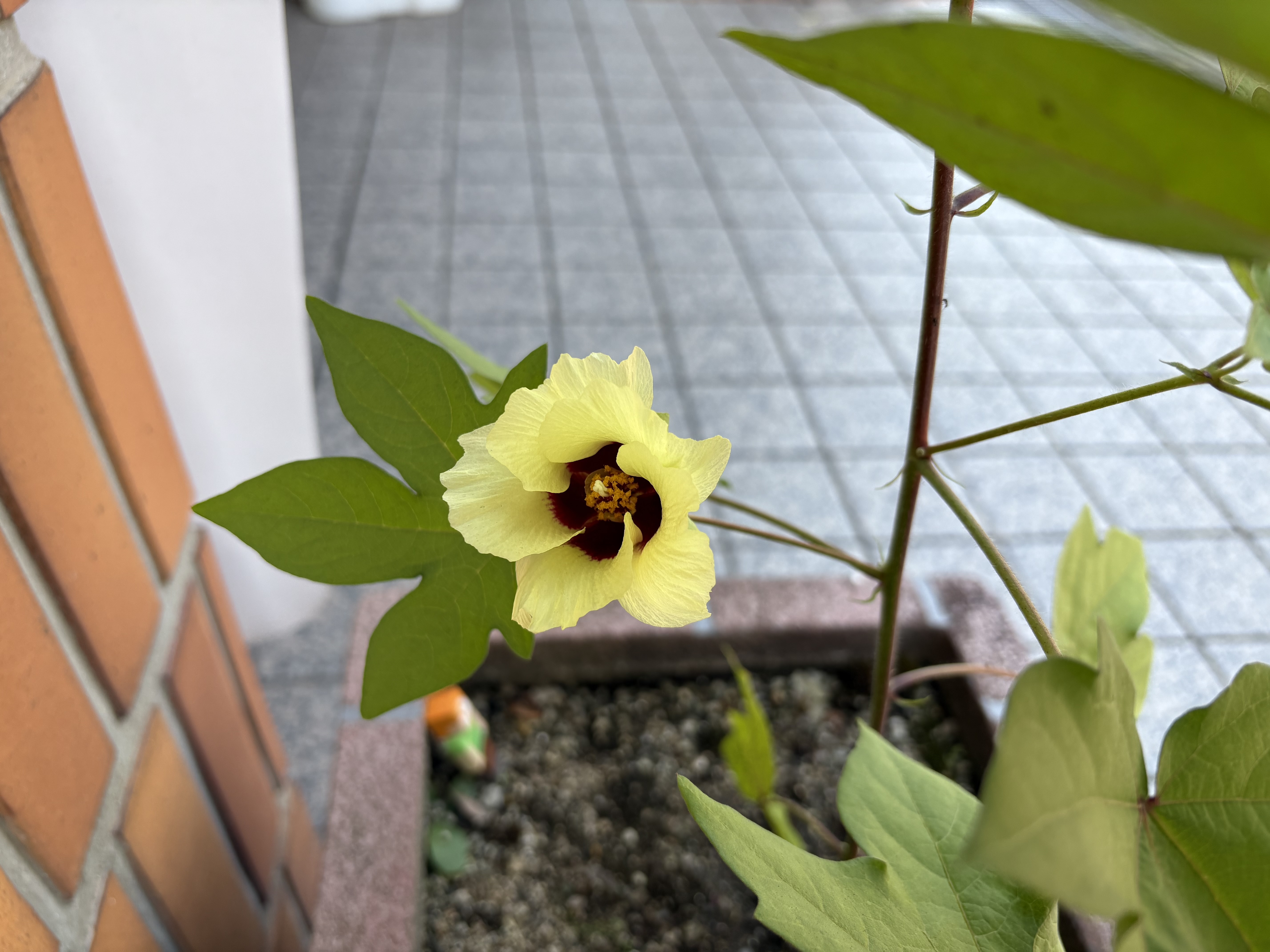 花が咲いたところ