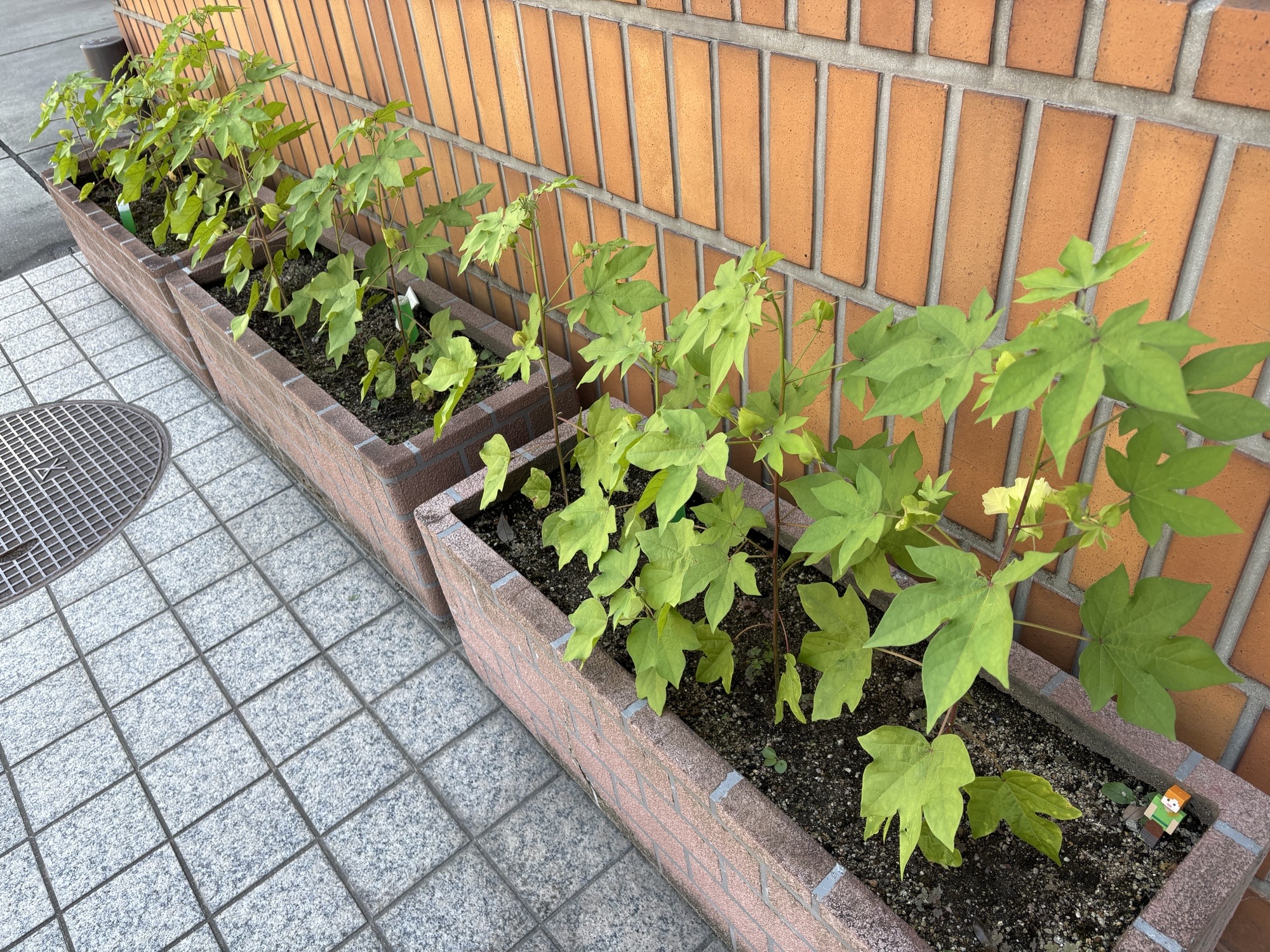 大きくなったところ