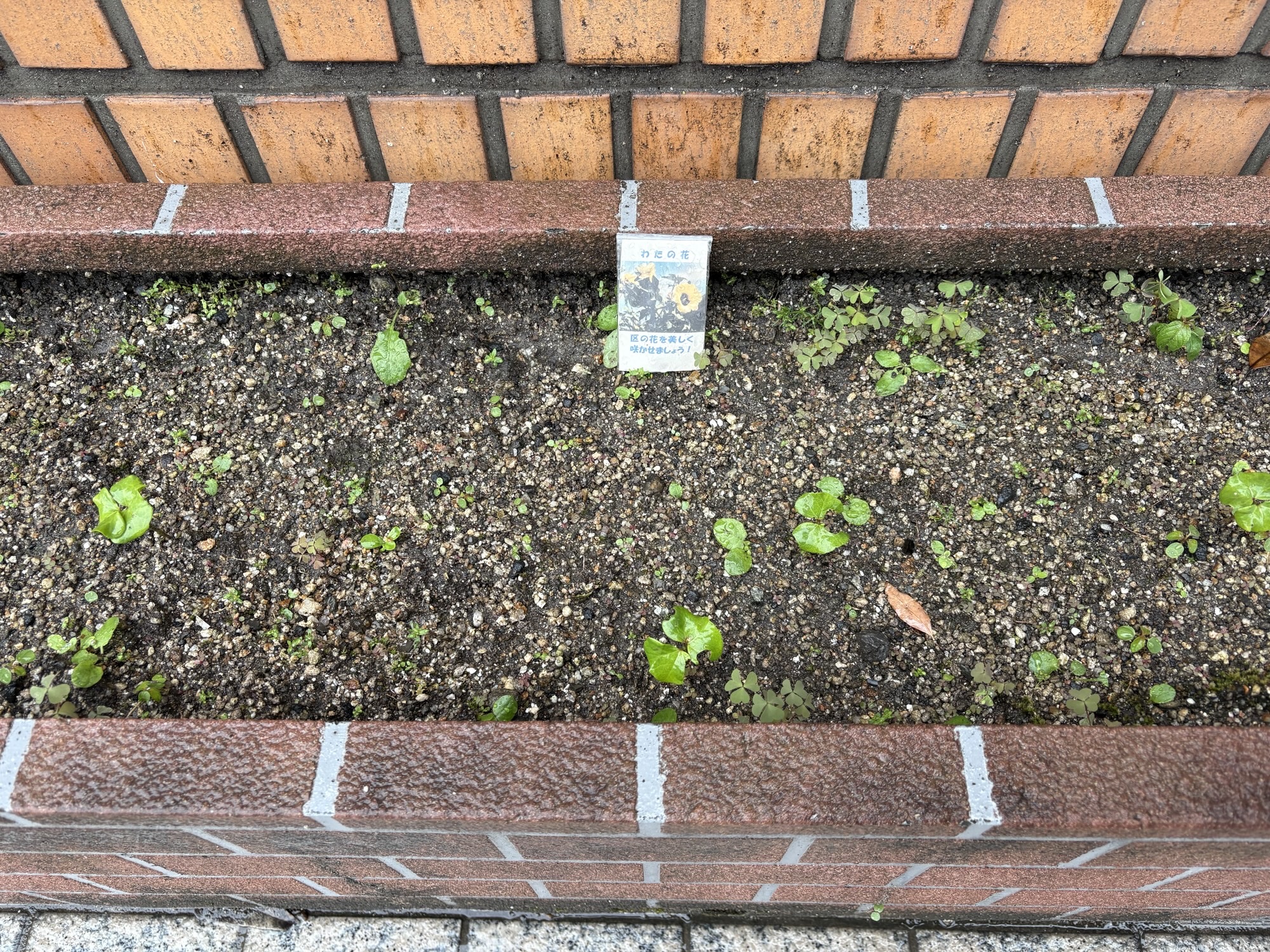 芽が出たところ