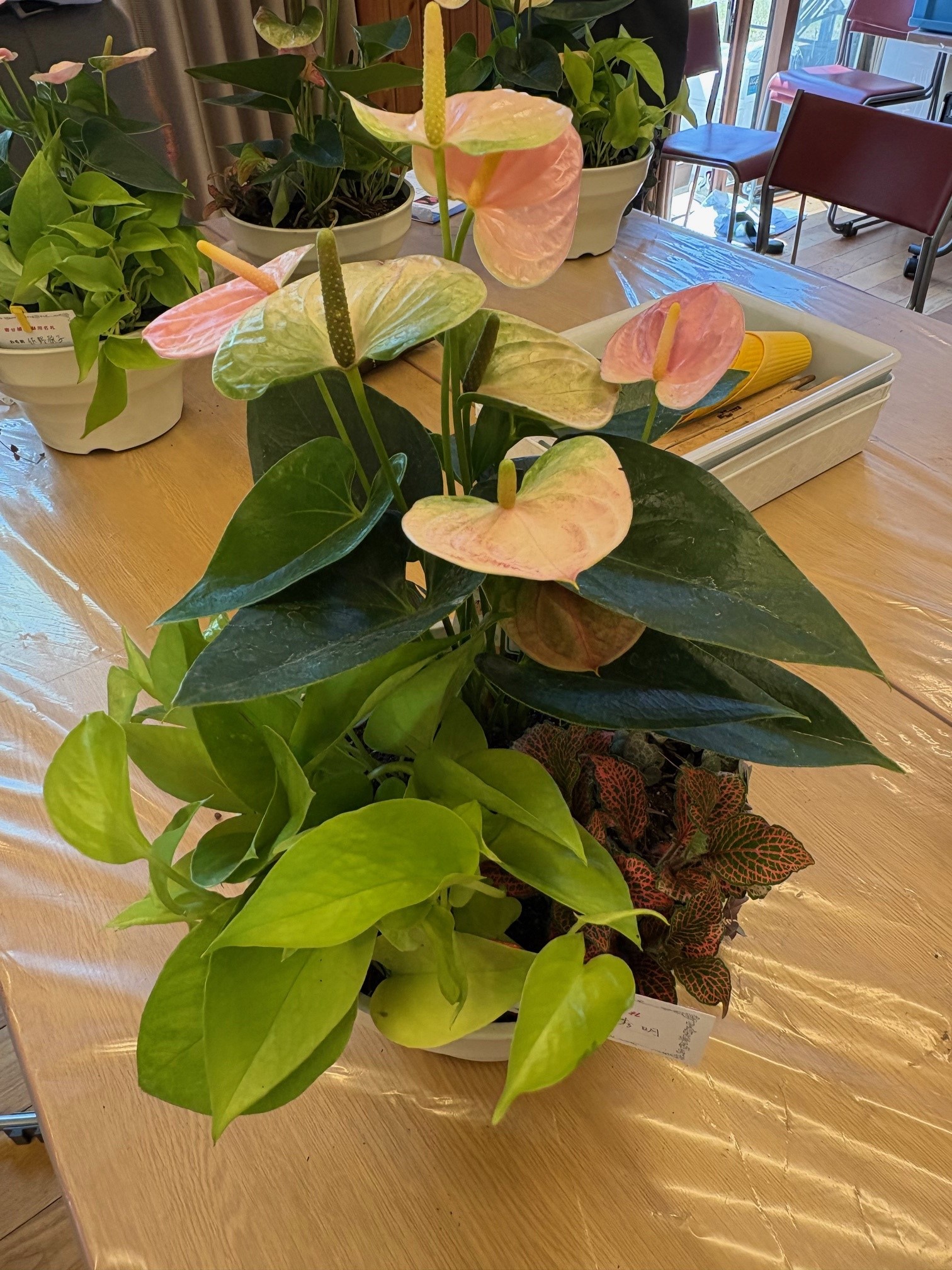 寄せ植えの写真