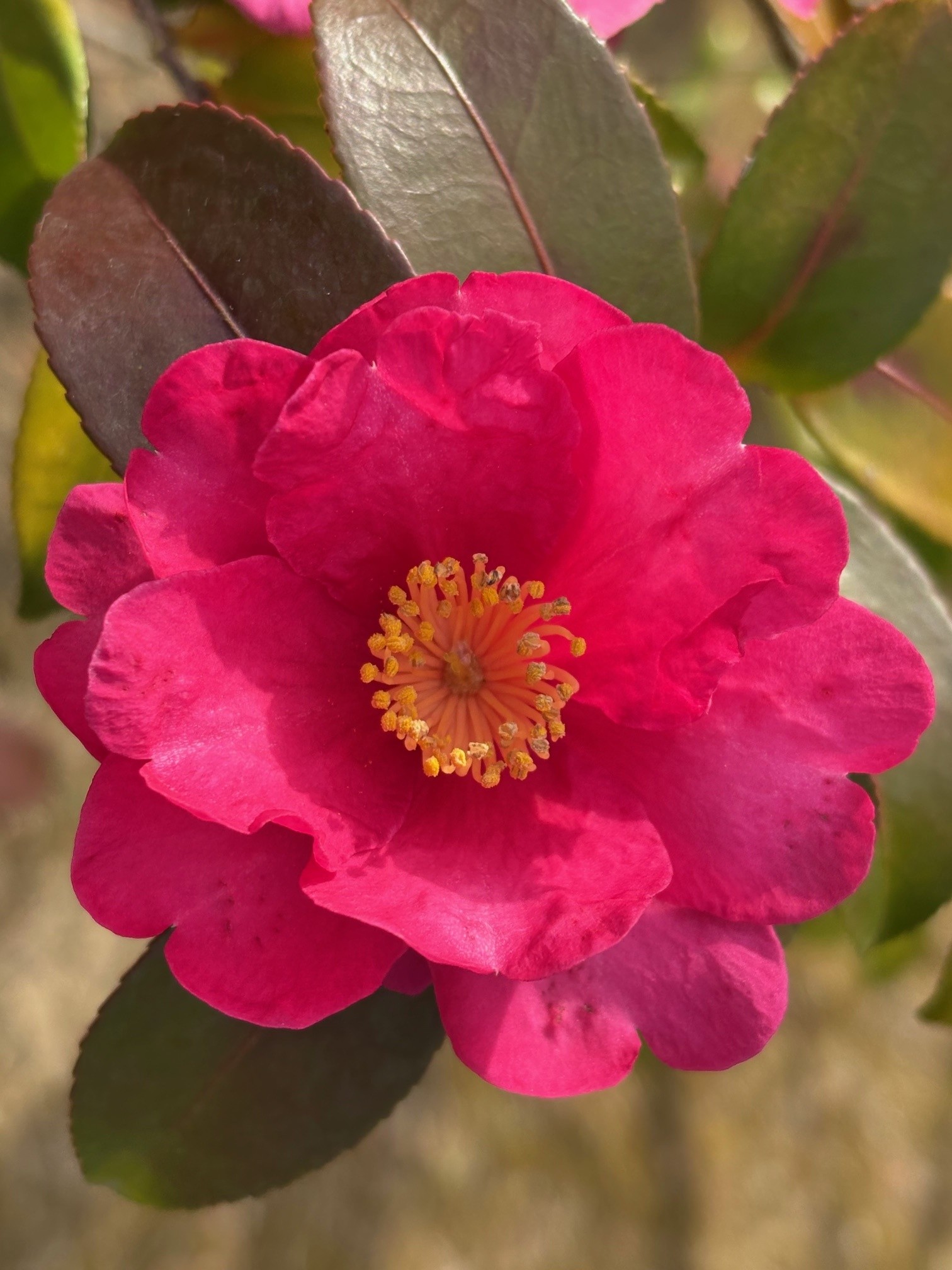 さざんかの花の写真