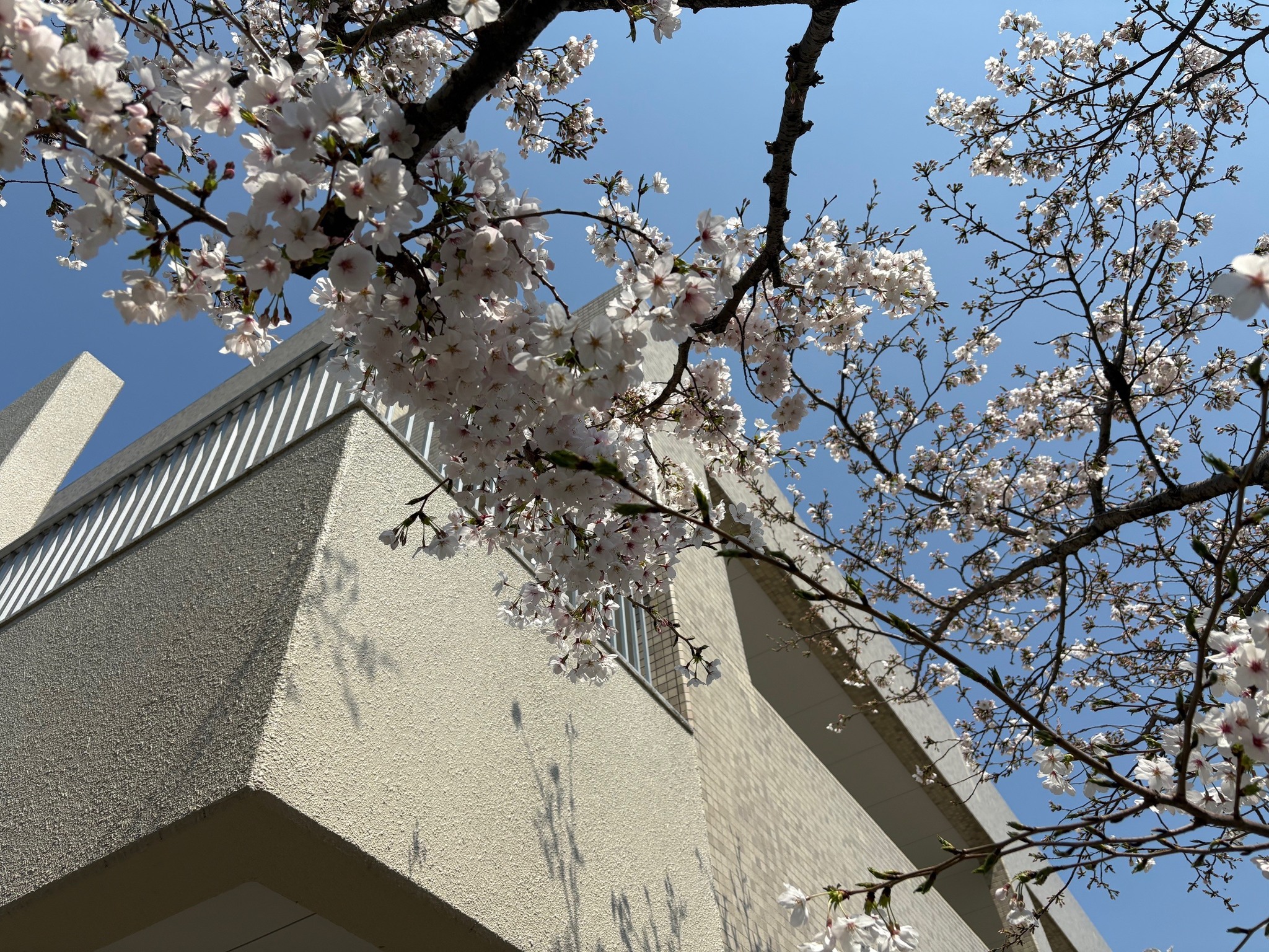 区役所敷地内の桜の写真